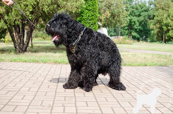 Black Russian Terrier black leather harness with durable fittings for improved control