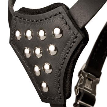 Black Russian Terrier Harness Leather with Studded  Breast Plate
