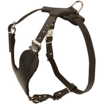 Black Russian Terrier Harness for Off-Leash Training